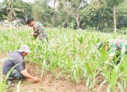 Babinsa Koramil 2304/Anyer, Bintahwil Perawatan Tanaman Jagung