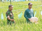 Babinsa Koramil 2302/Bojonegara, Bintahwil Penggemukan Padi