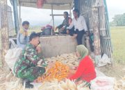 Babinsa Koramil 2304/Anyer, Bintahwil Panen Jagung
