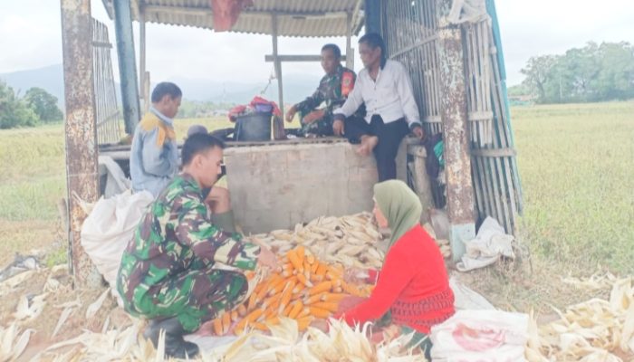 Babinsa Koramil 2304/Anyer, Bintahwil Panen Jagung