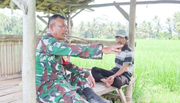 Babinsa Koramil 2304/Anyar, Komsos Membahas Tentang Kendala Padi
