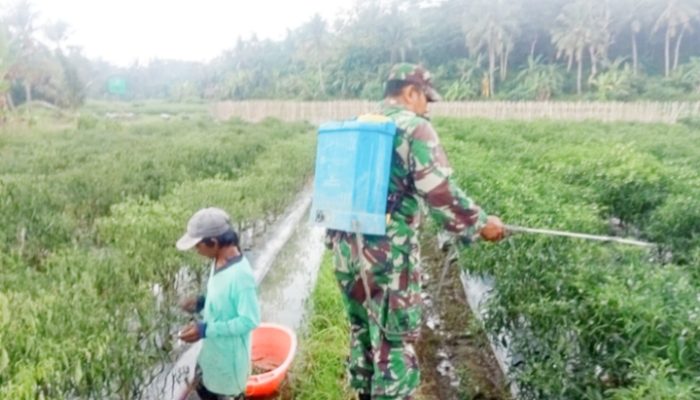 Babinsa Koramil 2305/Cinangka, Bintahwil Perawatan Tanaman Cabe