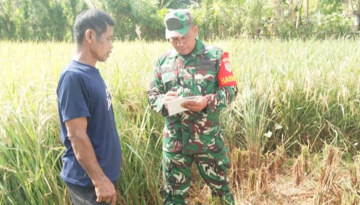 Babinsa Koramil 2304/Anyar Puan Ter Pendataan Hasil Panen Padi