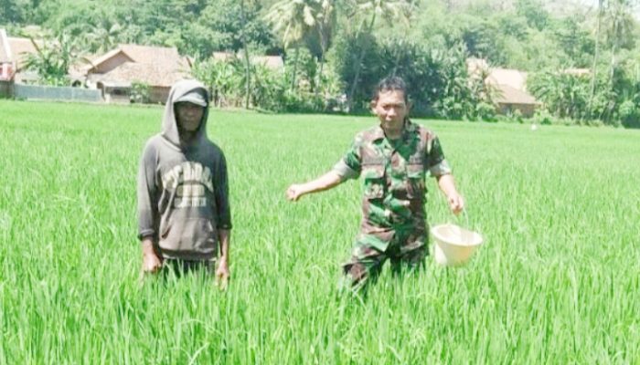 Babinsa Koramil 2302/Bojonegara, Bintahwil Penggemukan Padi