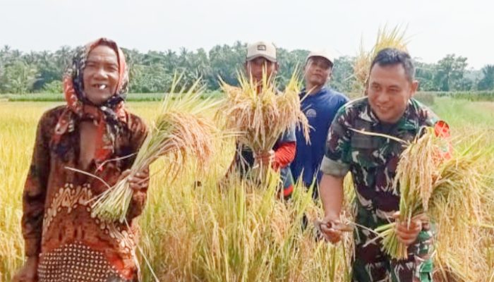 Babinsa Koramil 2305/Cinangka Giat Bintahwil Panen Padi