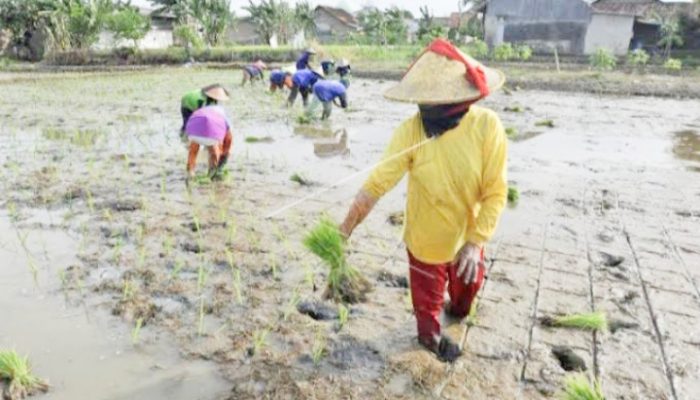 Pemkot Cilegon Ternyata Punya Aset Sawah Produktif di Luar Daerah