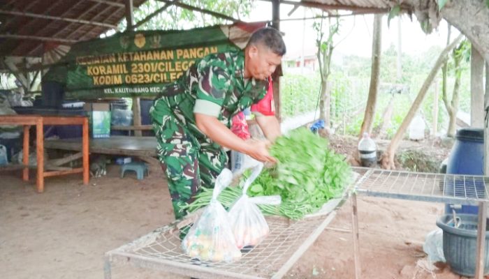 Babinsa Koramil 2301/Cilegon Giat Bintawil Ketahanan Pangan