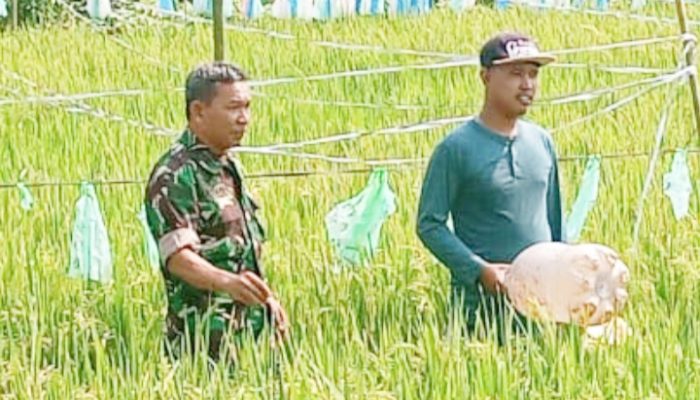 Babinsa Koramil 2302/Bojonegara Bintahwil Penggemukan Padi