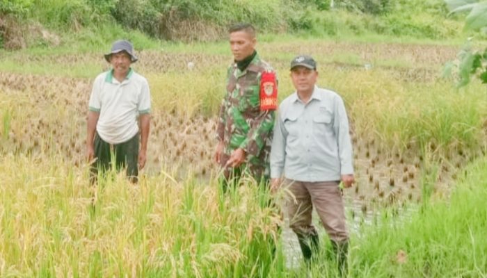 Babinsa Koramil 2304/Anyar Giat Bintahwil Monitoring Perawatan Padi