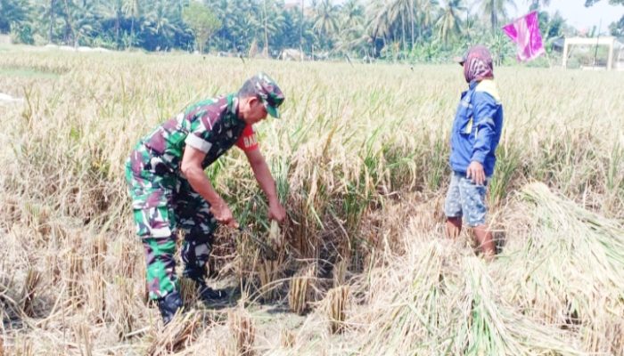 Babinsa Koramil 2306/Mancak Giat Bintahwil Kegiatan Panen Padi