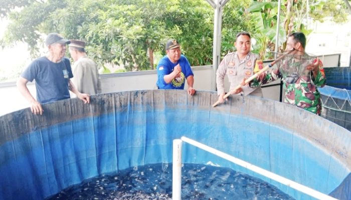 Babinsa Koramil 2302/Bojonegara Giat Bintahwil Penggemukan Ternak Lele