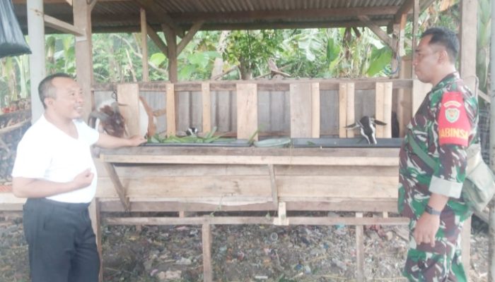 Babinsa Koramil 2304/Anyar Giat Bintahwil Pemeliharaan Kambing