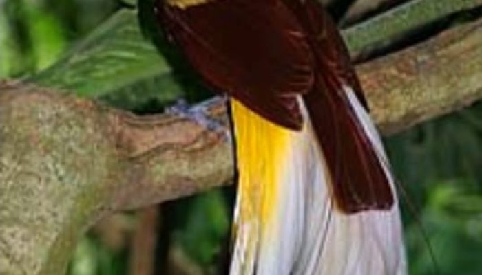 Corong Rakyat Indonesia Resmi Hadir di Bumi Cenderawasih