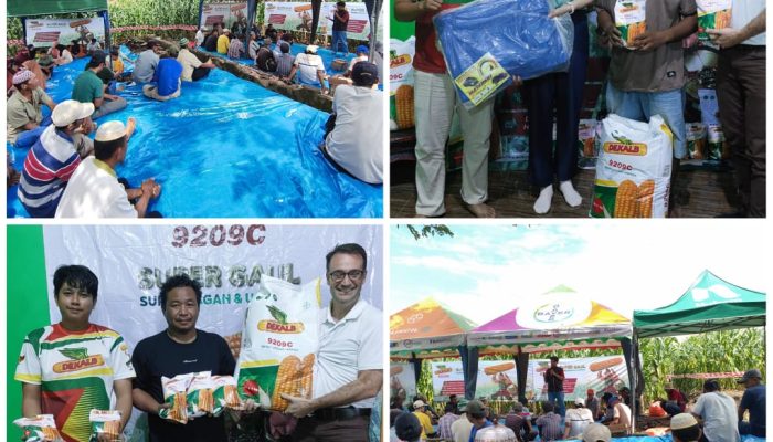 Petani Sulsel Sambut Gembira Kembalinya Benih Jagung DeKalb: “DeKalb Is Back!”