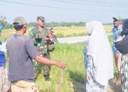 Babinsa Koramil 2304/Anyar, Puanter Pendataan Hasil Pertanian