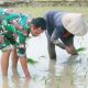 Babinsa Koramil 2302/Bojonegara Giat Bintahwil Pengolahan Tanam Padi