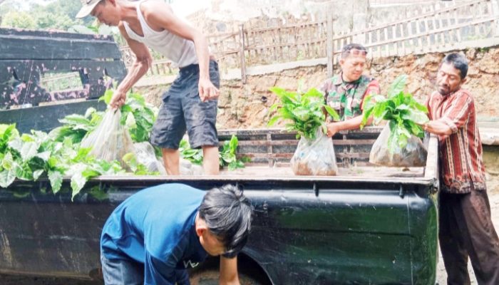 Babinsa Koramil 2306/Mancak Giat Bintahwil Bibit Tanaman Kopi