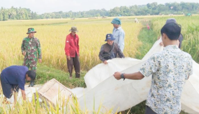 Babinsa Koramil 2304/Anyar Giat Bintahwil Pendampingan Panen Padi