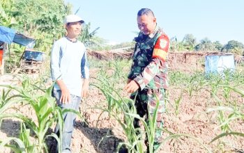 Babinsa Koramil 2305/Cinangka Giat Bintahwil Perawatan Tanaman Jagung