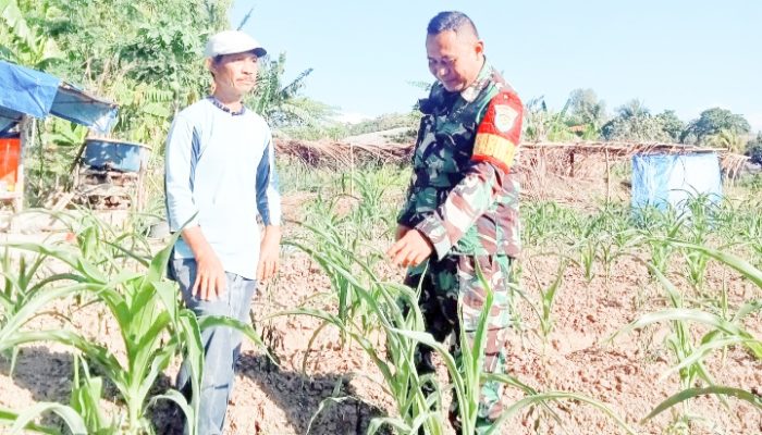 Babinsa Koramil 2305/Cinangka Giat Bintahwil Perawatan Tanaman Jagung