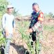 Babinsa Koramil 2305/Cinangka Giat Bintahwil Perawatan Tanaman Jagung