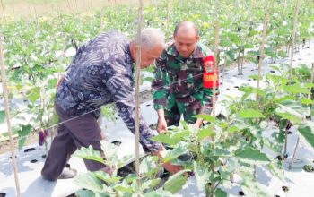 Babinsa Koramil 2306/Mancak Giat Bintahwil Pemeliharaan Tanaman Sayuran