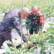 Babinsa Koramil 2306/Mancak Giat Bintahwil Pemeliharaan Tanaman Sayuran