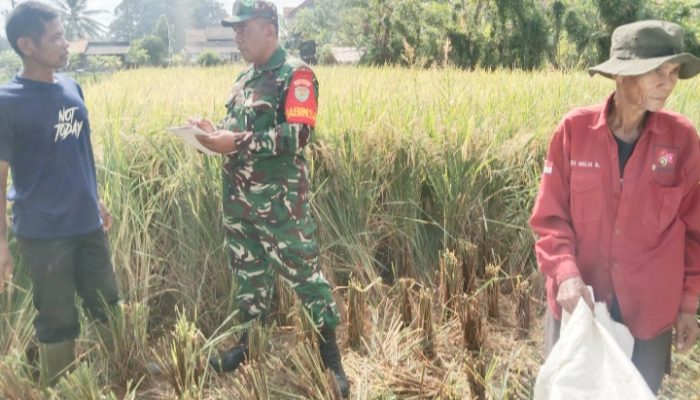 Babinsa Koramil 2304/Anyar, Puanter Pendataan Hasil Panen