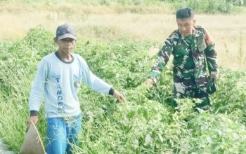 Babinsa Koramil 2305/Cinangka Giat Bintahwil Perawatan Tanaman Cabai