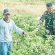Babinsa Koramil 2305/Cinangka Giat Bintahwil Perawatan Tanaman Cabai