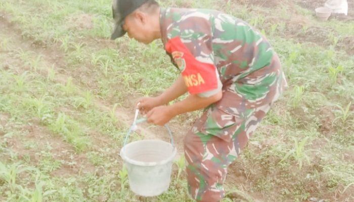 Babinsa Koramil 2302/Bojonegara Giat Bintahwil Penggemukan Jagung