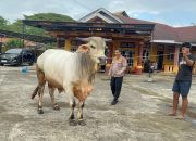 Perayaan Iduladha 2025, Polres Maros Bakal Kurban 9 Ekor Sapi