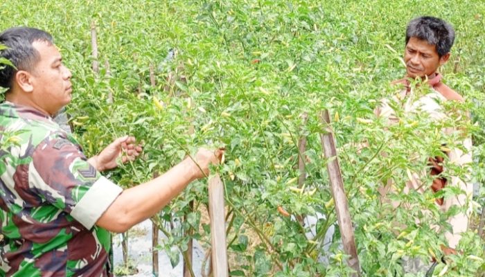 Babinsa Koramil 2305/Cinangka Giat Bintahwil Perawatan Tanaman Cabai