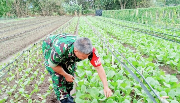 Babinsa Koramil 2301/Cilegon Giat Bintawil Kegiatan Ketahanan Pangan