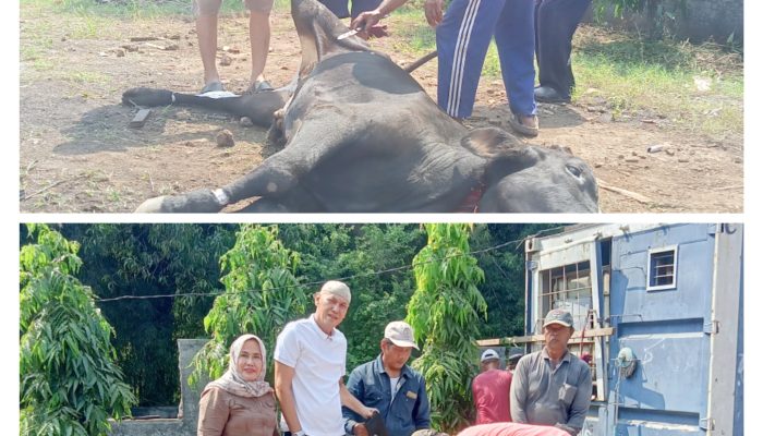DPW APBMI Banten Laksanakan Pemotongan Hewan Qurban : Amanah Perusahaan Mitra