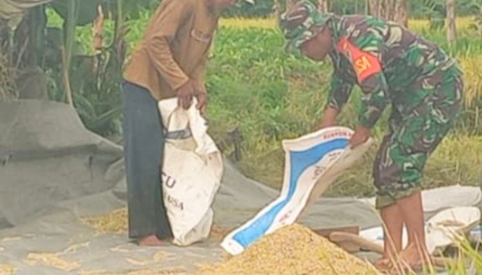 Babinsa Koramil 2302/Bojonegara Giat Bintahwil Pendampingan Panen Padi