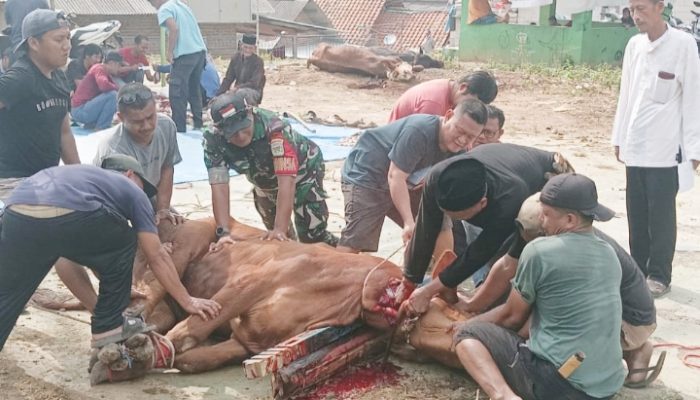 Babinsa Kelurahan Suralaya Melaksanakan monitoring Pemotongan Hewan Qurban