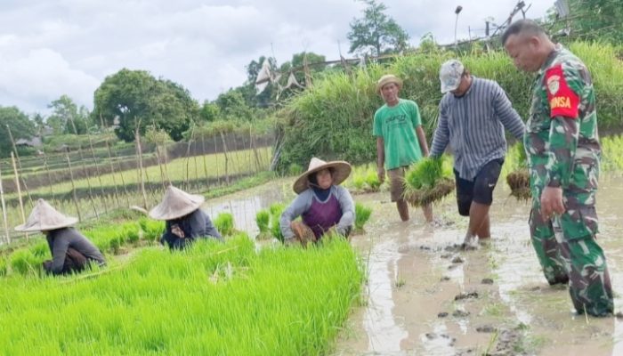 Babinsa Koramil 2304/Anyar Giat Bintahwil Penanaman Taman Padi