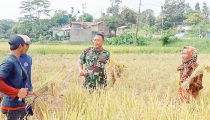 Babinsa Koramil 2305/Cinangka Giat Bintahwil Pendampingan Panen Padi