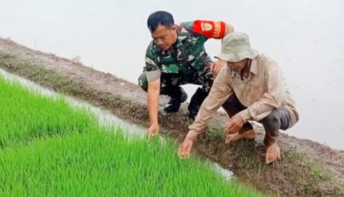 Babinsa Koramil 2305/Cinangka, Giat Bintahwil Pendampingan Penanaman Padi