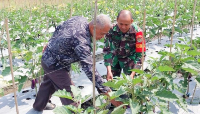 Babinsa Koramil 2306/Mancak, Giat Bintahwil Pemeliharaan Tanaman Terong