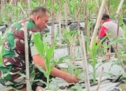 Babinsa Koramil 2302/Bojonegara, Bintahwil Pendampingan Penggemukan Jagung