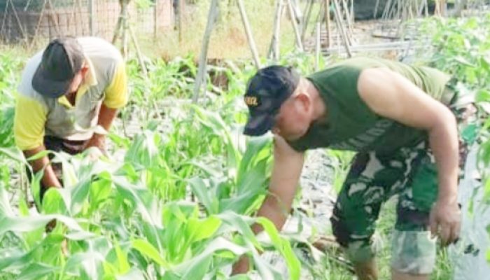 Babinsa Koramil 2302/Bojonegara, Bintahwil Penggemukan Jagung