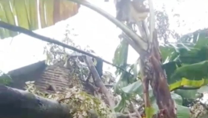 Pohon Tumbang Timpa Rumah Warga di Suralaya Akibat Hujan Deras dan Angin Kencang