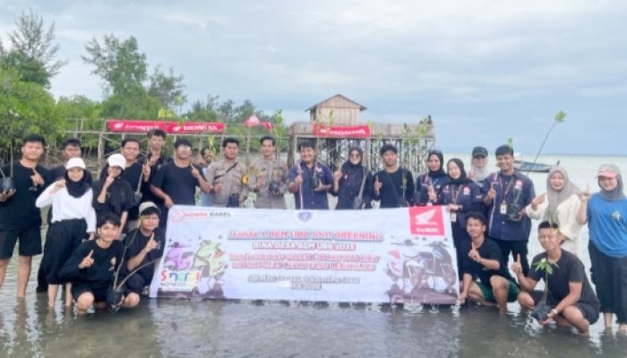 Honda Babel Tanam 500 Pohon di Pulau Lepar Aksi Tanam Mangrove Gandeng Mahasiswa UBB di Pesisir Selatan