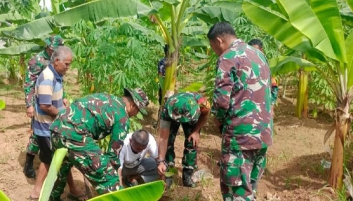 Babinsa Koramil 2302/Bojonegara, Bintahwil Melaksanakan Penanaman Pohon Alba