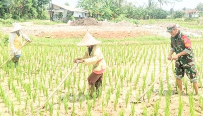 Babinsa Koramil 2304/Anyar, Bintahwil Perawatan Tanaman Padi