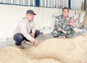 Babinsa Koramil 2305/Cinangka, Bintahwil Pengeringan Padi