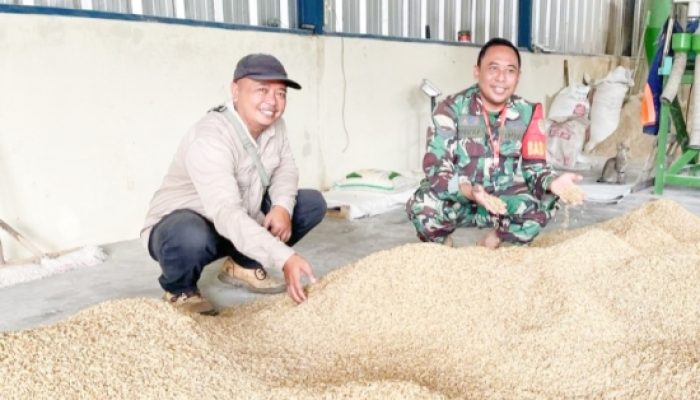 Babinsa Koramil 2305/Cinangka, Bintahwil Pengeringan Padi