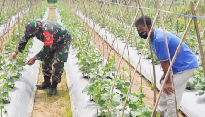 Babinsa Koramil 2306/Mancak, Bintahwil Perawatan dan Pemeliharaan Ketapang